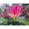 Gloriosa Superba - 10 graines