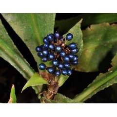 Graines de Pollia Thyrsiflora - 10 graines - Graines exotiques -  - 1