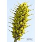 Puya Chilensis - 10 graines Puya Chilensis - 10 graines