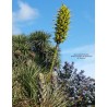 Inflorescence puya chilensis