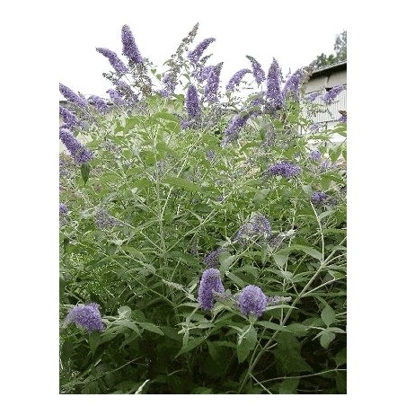 Buddleia Davidii - 10 graines 