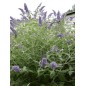 Buddleia Davidii - 10 graines Buddleia Davidii - 10 graines