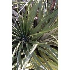 Feuilles de puya bleu