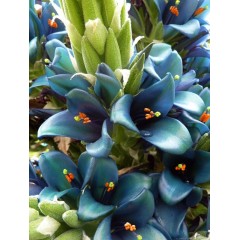 Graines de Puya Berteroniana - 10 graines - Graines exotiques -  - 2