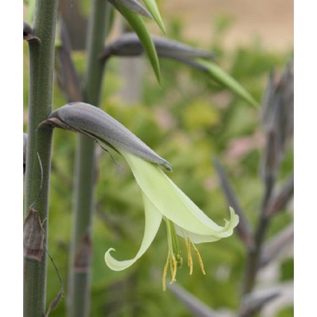 Puya aux fleurs vert très clair et aux étamines jaune