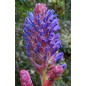 Puya Coerulea  var coerulea - 10 graines