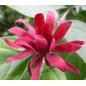 Calycanthus Floridus - 10 graines Calycanthus Floridus - 10 graines