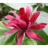 Calycanthus Floridus - 10 graines