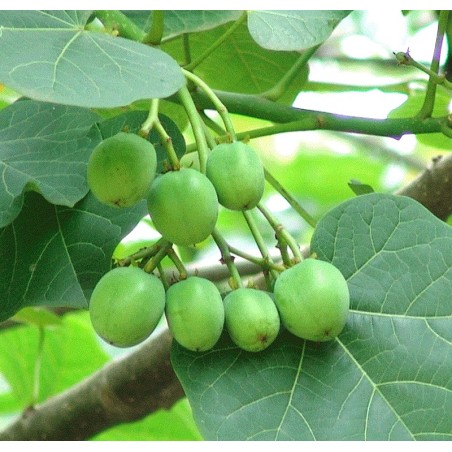 Jatropha Curcas - 10 graines