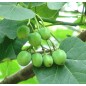 Jatropha Curcas - 10 graines