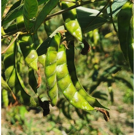 Cajanus Cajan - 10 graines