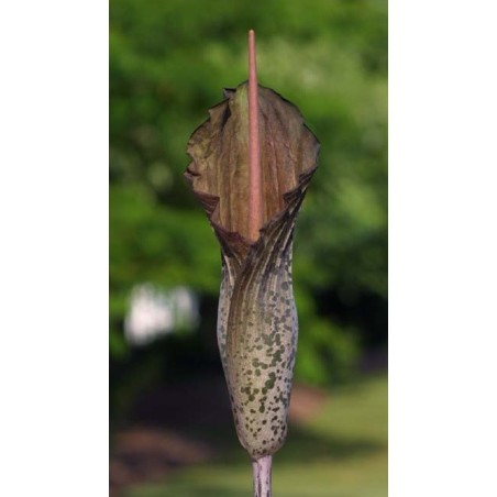 Amorphophallus Tenuistylis - 10 graines