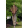 Amorphophallus Tenuistylis - 10 graines