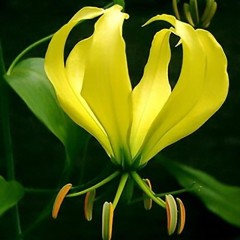 Graines de Gloriosa Superba Yellow - 10 graines - Graines exotiques -  - 1
