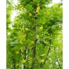 Caragana Arborescens - 10 graines