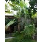 Trachycarpus Latisectus - 10 graines Trachycarpus Latisectus - 10 graines