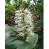 Hedychium gracieux