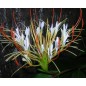 Hedychium Ellipticum - 10 graines Hedychium Ellipticum - 10 graines