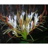 Hedychium Ellipticum - 10 graines