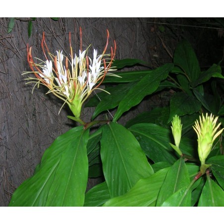 Hedychium Ellipticum - 10 graines