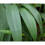 Setaria palmifolia