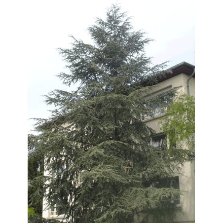 Cedrus Atlantica - 10 graines