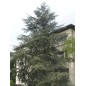 Cedrus Atlantica - 10 graines Cedrus Atlantica - 10 graines