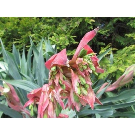 Beschornia Yuccoides fleurs