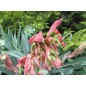Beschornia Yuccoides - 10 graines Beschornia Yuccoides - 10 graines