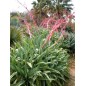 Beschornia Yuccoides - 10 graines Beschornia Yuccoides - 10 graines