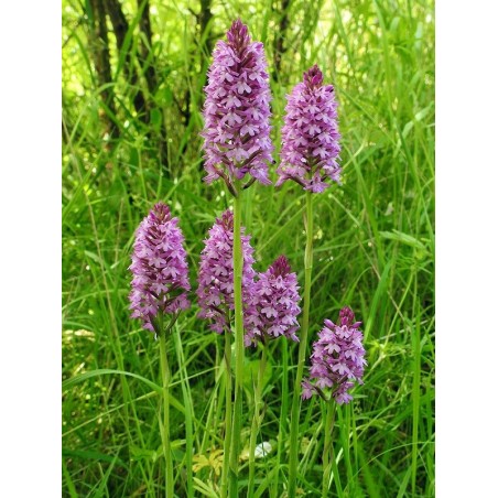 Anacamptis Pyramidalis - 10 graines