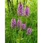 Anacamptis Pyramidalis - 10 graines Anacamptis Pyramidalis - 10 graines