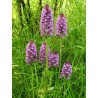 Anacamptis Pyramidalis - 10 graines