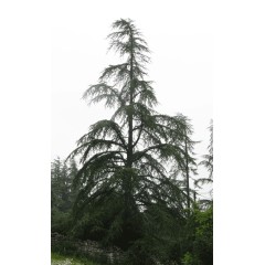 Cedrus Deodara - 10 graines