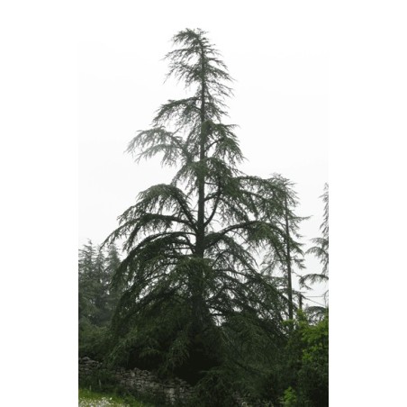 Cedrus Deodara - 10 graines