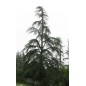 Cedrus Deodara - 10 graines