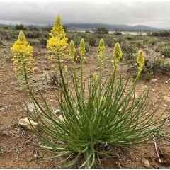 Graines de Bulbine Abyssinica - 10 graines - Graines exotiques -  - 1