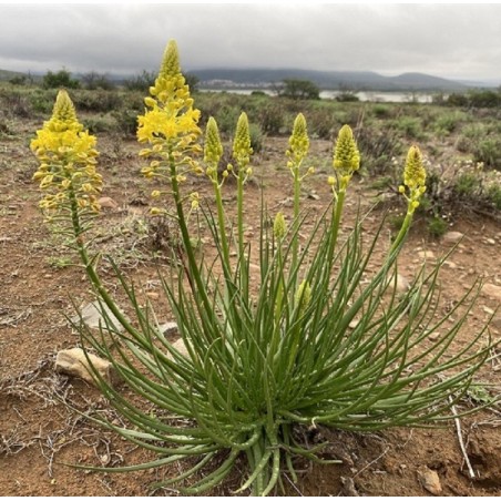 Bulbine Abyssinica - 10 graines
