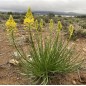 Bulbine Abyssinica - 10 graines Bulbine Abyssinica - 10 graines