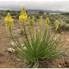 Bulbine Abyssinica - 10 graines