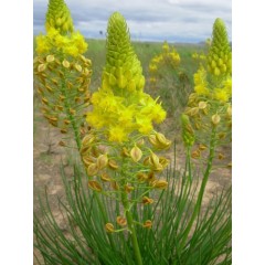 Graines de Bulbine Abyssinica - 10 graines - Graines exotiques -  - 2