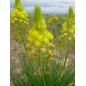 Bulbine Abyssinica - 10 graines Bulbine Abyssinica - 10 graines