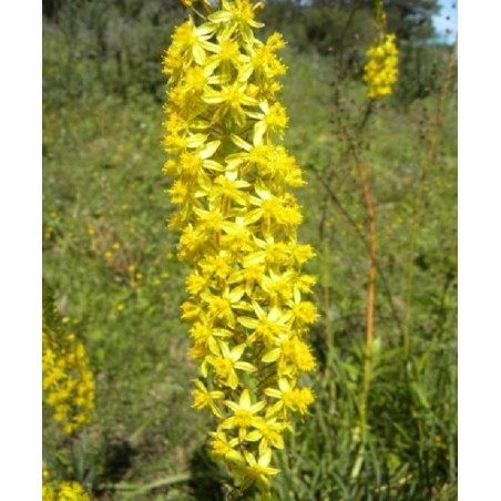 Bulbine Asphodeloides - 10 graines