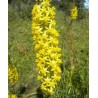 Bulbine Asphodeloides - 10 graines