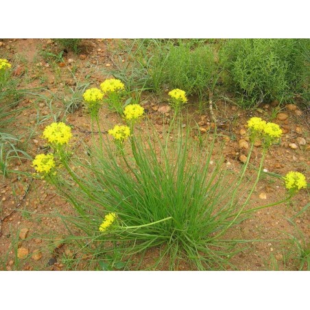 Bulbine Capitata - 10 graines