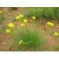 Bulbine Capitata - 10 graines Bulbine Capitata - 10 graines