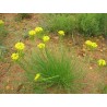 Bulbine Capitata - 10 graines