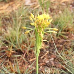 Graines de Bulbine Capitata - 10 graines - Graines exotiques -  - 2