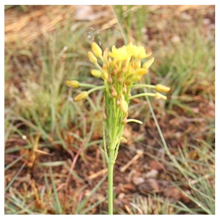 Bulbine Capitata - 10 graines