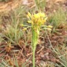 Bulbine Capitata - 10 graines